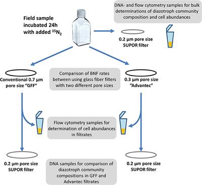 Filtration via Conventional Glass Fiber Filters in 15N2 Tracer Assays Fails to Capture All Nitrogen-Fixing Prokaryotes